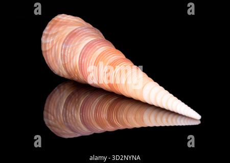 Einzelne Schnecke Meeresmuschel von Turritella terebra aus der Familie Turritellidae, isoliert auf schwarzem Hintergrund, Spiegelreflexion Stockfoto