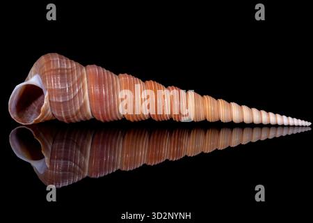 Einzelne Schnecke Meeresmuschel von Turritella terebra aus der Familie Turritellidae, isoliert auf schwarzem Hintergrund, Spiegelreflexion Stockfoto