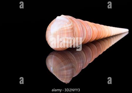 Einzelne Schnecke Meeresmuschel von Turritella terebra aus der Familie Turritellidae, isoliert auf schwarzem Hintergrund, Spiegelreflexion Stockfoto