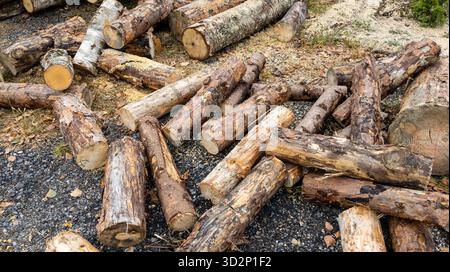 Gesägte Kiefernstämme und Sägemehl liegen auf dem Boden. Nahaufnahme von Baumstämmen. Entwaldungskonzept. Stockfoto