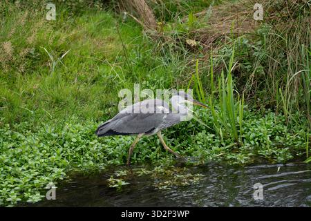 Junger Graureiher, der entlang des Wasserrandes in Amsterdamse Waterleidingduinen spaziert Stockfoto