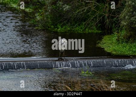 Grauer Reiher auf einem kleinen Wasserfall in Amsterdamse Waterleidingduinen Stockfoto