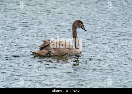 Juvenile stumme Schwan (cygnet) schwimmen in den Amsterdamse Waterleidingduinen Stockfoto