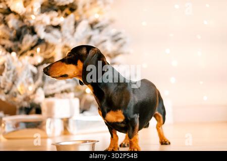 Ein wunderschöner schwarzer Dackelhund steht auf dem Boden neben einer eisernen Schüssel. Neujahrshundert Stockfoto
