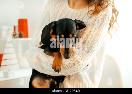 Das schöne lockige Mädchen in einem weißen Pullover mit dunklen Haaren sitzt auf einem Sessel und hält einen schwarzen Dackel in den Armen. Porträt auf dem Hintergrund von Neu Stockfoto
