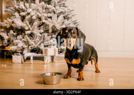 Ein wunderschöner schwarzer Dackelhund steht auf dem Boden neben einer eisernen Schüssel. Neujahrshundert Stockfoto