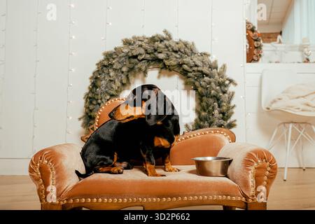 Ein wunderschöner schwarzer Dackelhund steht auf dem Boden neben einer eisernen Schüssel. Neujahrshundert Stockfoto