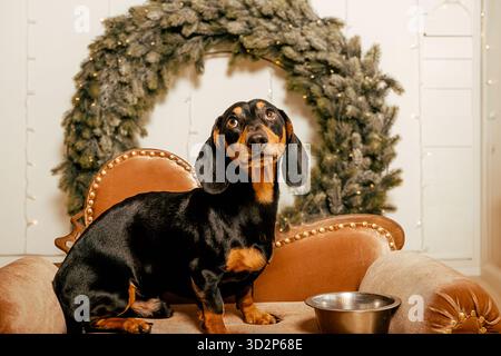 Ein wunderschöner schwarzer Dackelhund steht auf dem Boden neben einer eisernen Schüssel. Neujahrshundert Stockfoto
