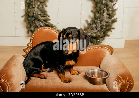 Ein wunderschöner schwarzer Dackelhund steht auf dem Boden neben einer eisernen Schüssel. Neujahrshundert Stockfoto