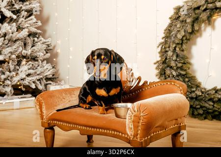 Ein wunderschöner schwarzer Dackelhund steht auf dem Boden neben einer eisernen Schüssel. Neujahrshundert Stockfoto