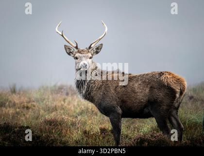 Junger Hirsch, Assynt, Lairg. Schottland Stockfoto