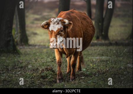 Braunes Hereford-Kalb mit markanter weißer Gesichtsmarkierung und kleinen Hörnern im Wald des Engure Lake Nationalparks in Lettland. Stockfoto