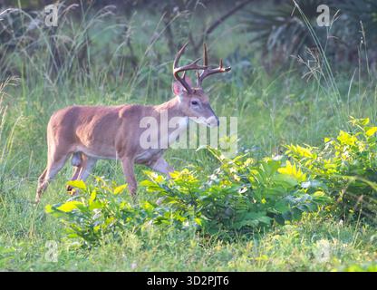 Ein männlicher Wildschwanzhirsch (Odocoileus virginianus) im frühen Morgenlicht im Brazos Bend State Park in der Nähe von Houston, Texas. Stockfoto