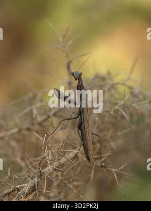 Mantis religiosa, Europäische Gebetsmantis (Mantodea: Mantidae), fotografiert in einem natürlichen Lebensraum in Spanien, zeigt Raubverhalten und Tarnung. Stockfoto