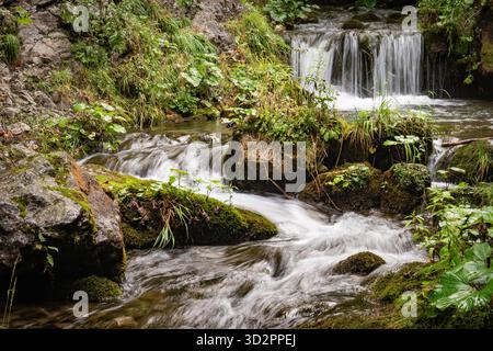 Kleiner, kaskadierender Waldbach, der über moosige Felsen in einem üppig grünen Wald fließt. Stockfoto