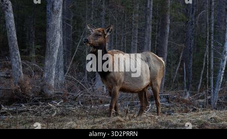Kuhelchen an einem Aprilmorgen in Clam Lake, Wisconsin. Stockfoto