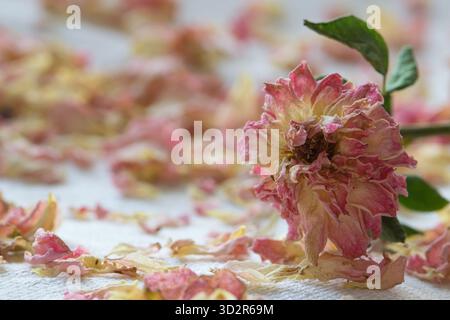 Tote rosafarbene Teerosen mit verstreuten Blütenblättern, Stillleben-Blume-Arrangement. Stockfoto