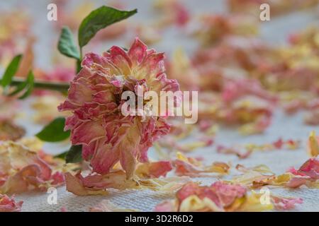 Tote rosafarbene Teerosen mit verstreuten Blütenblättern, Stillleben-Blume-Arrangement. Stockfoto