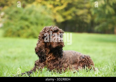 Wunderschöner irischer Wasserspaniel-Hund im Park. Leerzeichen für Text Stockfoto