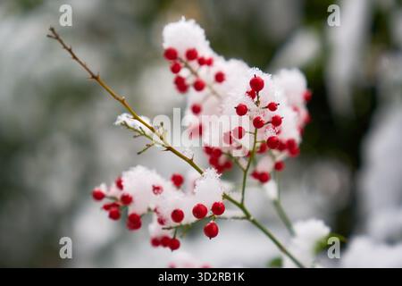 Schneebedeckte Rote Weißdornbeeren. Rote Weißdornbeeren auf einem Busch, der im Winter mit frischem Schnee bedeckt ist. Stockfoto
