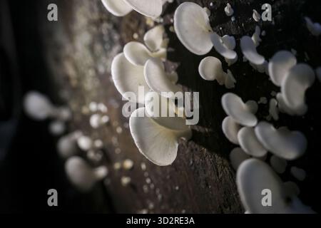 Heitere Nahaufnahme des weißen Pilzes, der auf dunklem Baumstamm in der Natur wächst. Die wunderschöne Detailaufnahme erfasst die organische Textur und das Wachstum von Pilzen in W Stockfoto
