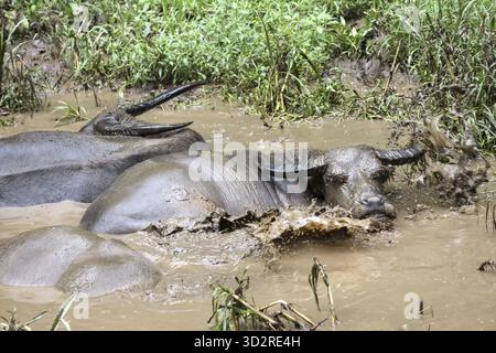 Zwei Wasserbüffel suhlen sich schlammiges Wasser und genießen ein erfrischendes Schlammbad. Ihre Körper sind teilweise untergetaucht, nur ihre Köpfe und Hörner sind ab sichtbar Stockfoto