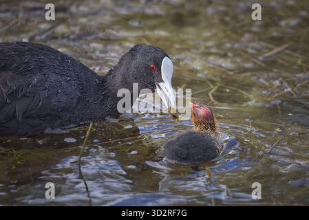 Ein Elternkoch füttert ein Küken im See in einem örtlichen Park. Stockfoto