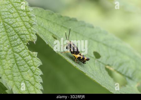 Kleine Heuschrecken mit komplizierten schwarzen und gelben Markierungen auf dem grünen Blatt, das seine zarten Antennen und den gemusterten Körper zeigt. Diese winzige cre Stockfoto