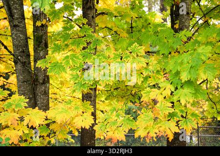 Nahaufnahme von Bigleaf Maple Tree Leaves Changing Color im Herbst Stockfoto
