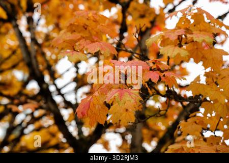 Nahaufnahme der leuchtenden Orangen- und Gelbahornblätter im Herbst Stockfoto