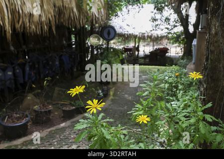 Der beschauliche Steinweg schlängelt sich durch einen üppig grünen Garten mit gelben Blüten. Rustikale Hütte mit Strohdach steht neben dem Weg und schafft einen ruhigen Außenbereich Stockfoto