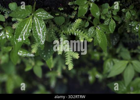 Üppig grünes Laub mit Wassertropfen weckt Frische und Ruhe aus der Nähe offenbart komplexe Texturen verschiedener Blätter und delica Stockfoto