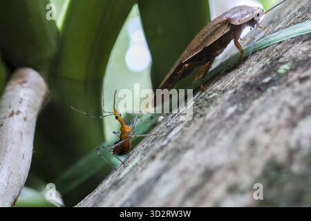 Faszinierende Nahaufnahme von brauner Kakerlake und orangenem Insektenkäfer auf grüner Pflanze. Dieses Naturmakrofoto erfasst Details der Tierwelt in lebendigem G Stockfoto