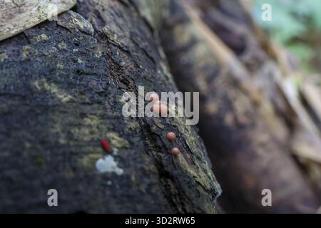 Winzige orange-rote Pilze sprießen aus rauer Rinde verwitterter Bäume und schaffen eine subtile und dennoch fesselnde Darstellung der Natur Widerstandsfähigkeit und Schönheit im Wald Stockfoto