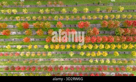 Drohnenansicht einer herbstlichen Baumschule mit gelben, roten und rotgrünen Pflanzen, die in einer Reihe angeordnet sind, Pflanzen, die in Herbstfarben wachsen, Niederlande Stockfoto