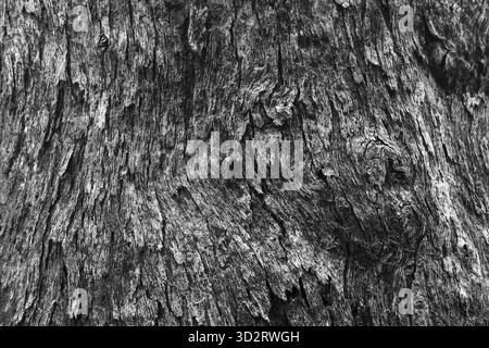 Detaillierter abstrakter Hintergrund der rauen, knorrigen Baumrindenstruktur. Naturholzmuster in Schwarz-weiß erweckt zeitloses und raues Gefühl einer Zeit Stockfoto