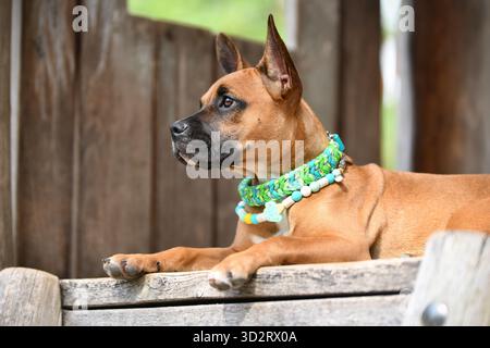 Niedlicher brauner Mischlingshund mit grünem Paracord-Kragen und antidickem EM-Keramik-Nekkalce vor hölzernem Hintergrund Stockfoto