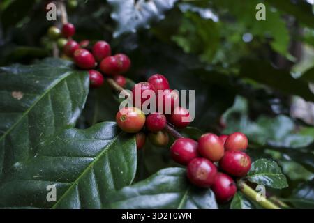 Nahaufnahme eines Zweigs frischer Kaffeebohnen, der lebendige rote reife Kirschfrucht auf grüner Blattpflanze zeigt. Natürliche, landwirtschaftlich geprägte Szene mit Frische Stockfoto