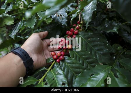 Bauernhandkontrolle reifer roter Kaffeebohnenkirsche auf Pflanzenzweig sorgfältig. Eine zufriedenstellende Erntezeit zeigt frische Ernte auf dem landwirtschaftlichen Betrieb, bereit für Stockfoto