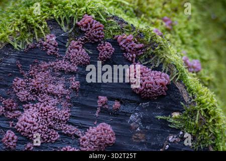 Ascocoryne sarcoides Pilze auf einem alten Baumstamm im Wald Stockfoto