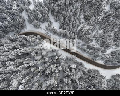 Aus der Vogelperspektive auf einen verschneiten Wald mit hohen Kiefern und kurvenreiche Straße mit einem fahrenden Auto Stockfoto