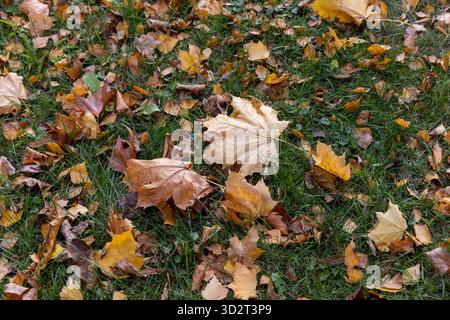 Verstreutes Laubwerk im grünen Gras im Herbst, gelbes Laub von Ahornen und anderen Bäumen, die im Herbst zu Boden gefallen sind Stockfoto