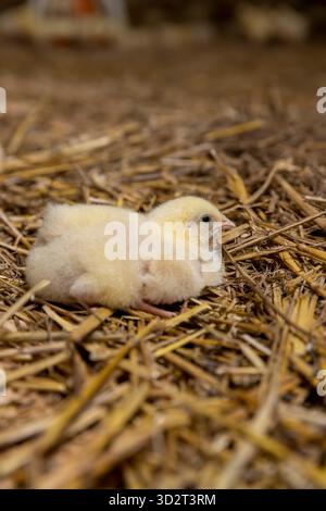 Gelbes Huhn auf einer Geflügelfarm für den Anbau von Fleischrassen, ein Huhn bedeckt mit gelbem Flusen auf Sägemehl im Gebäude der Geflügelfarm, die Hühner Stockfoto