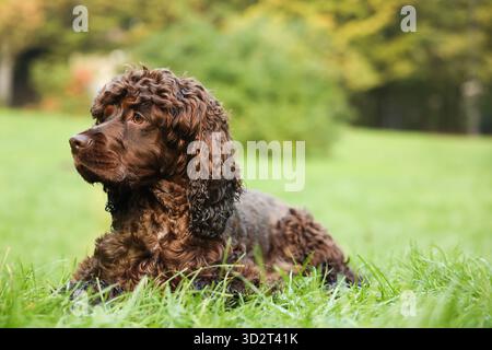 Wunderschöner irischer Wasserspaniel-Hund im Park. Leerzeichen für Text Stockfoto