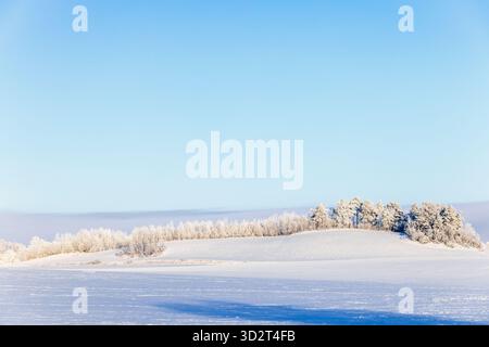 Verschneite Felder auf dem Land mit frostigen Bäumen auf einem Hügel Stockfoto