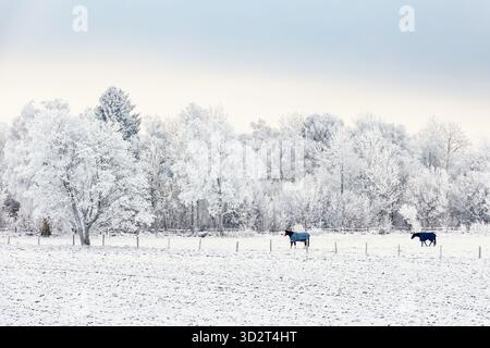 Pferde, die an einem kalten Wintertag im Freien auf einer Weide spazieren Stockfoto