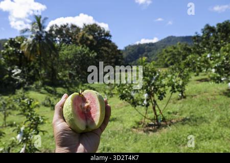 Fröhliche Hand mit frischer rosafarbener Guave-Frucht in sonnigem grünen tropischen Obstgarten. Gesunde Ernte von einem Bio-Bauernhof mit Bäumen, Bergen und blauem Himmel Stockfoto
