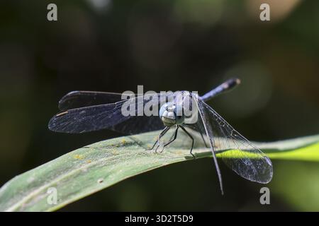 Die heitere blaue Libelleninsekte thront auf grünem Blatt in der Natur. Diese wilde odonata mit zarten Flügeln ruht friedlich im Sommergarten mit verschwommenem bac Stockfoto