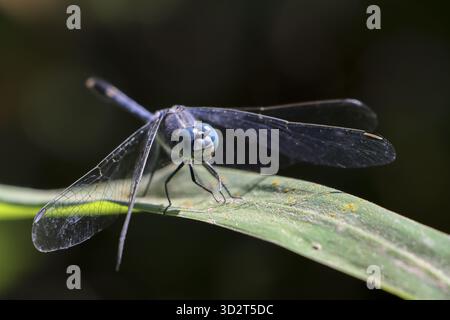 Ruhige Makroaufnahme der wunderschönen blauen Libelle, die friedlich auf lebendigem grünen Blatt ruht. Dieses detailreiche Tierfoto fängt empfindliche Insekten darin ein Stockfoto
