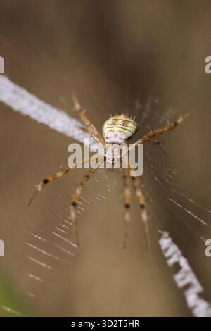 Die gelbe und weiße Spinne wartet geduldig in der Mitte ihres komplizierten Netzes. Diese Makroaufnahme erfasst Details der Arachnide in ihrem natürlichen Lebensraum, Fascinatin Stockfoto
